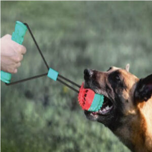 Un malinois qui tire sur une balle d'entrainement pour chien