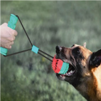 Un malinois qui tire sur une balle d'entrainement pour chien